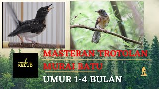 MASTERAN TROTOL MURAI BATU UMUR 1-4 BULAN !! TROTOL CALON JUARA !! GRAHA KELUD