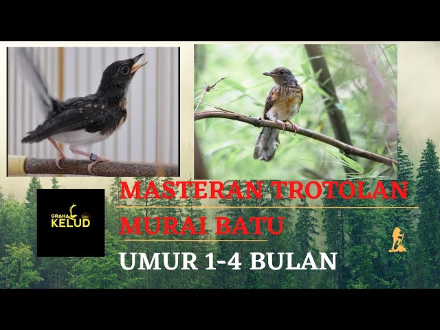 MASTERAN TROTOL MURAI BATU UMUR 1-4 BULAN !! TROTOL CALON JUARA !! GRAHA KELUD class=