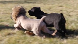 Lion Cub vs Black Panther Cub by Shipley Cane Corso 5,241 views 3 years ago 1 minute, 25 seconds