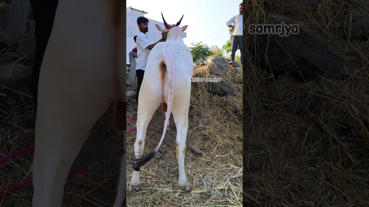 khillar bin danti konda 