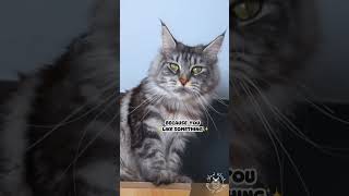 Mind Blowing Thoughts Compilation Pt. 3 | Funny Cat Video  | Maine Coons Cats #kitten  #comedy