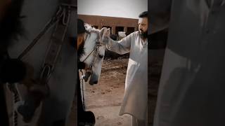 Love With Horse Hazrat Ameer Abdul Qadeer Awan Mza Doing Love With Horse Hazrat G Ka Ghora