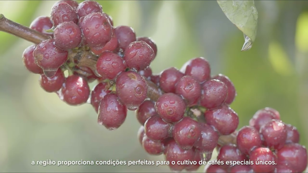 Cápsula de Café Espresso Regiões do Mundo Congo TRES 3 Corações