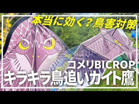 2025 Latest Bird Chasing Goods] BICROP Sparkly Bird Chasing Kite