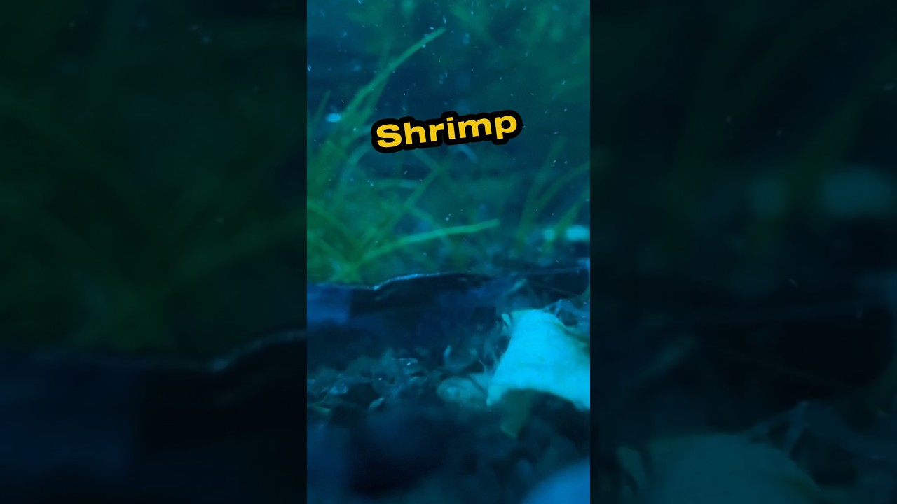 shrimp town at night 