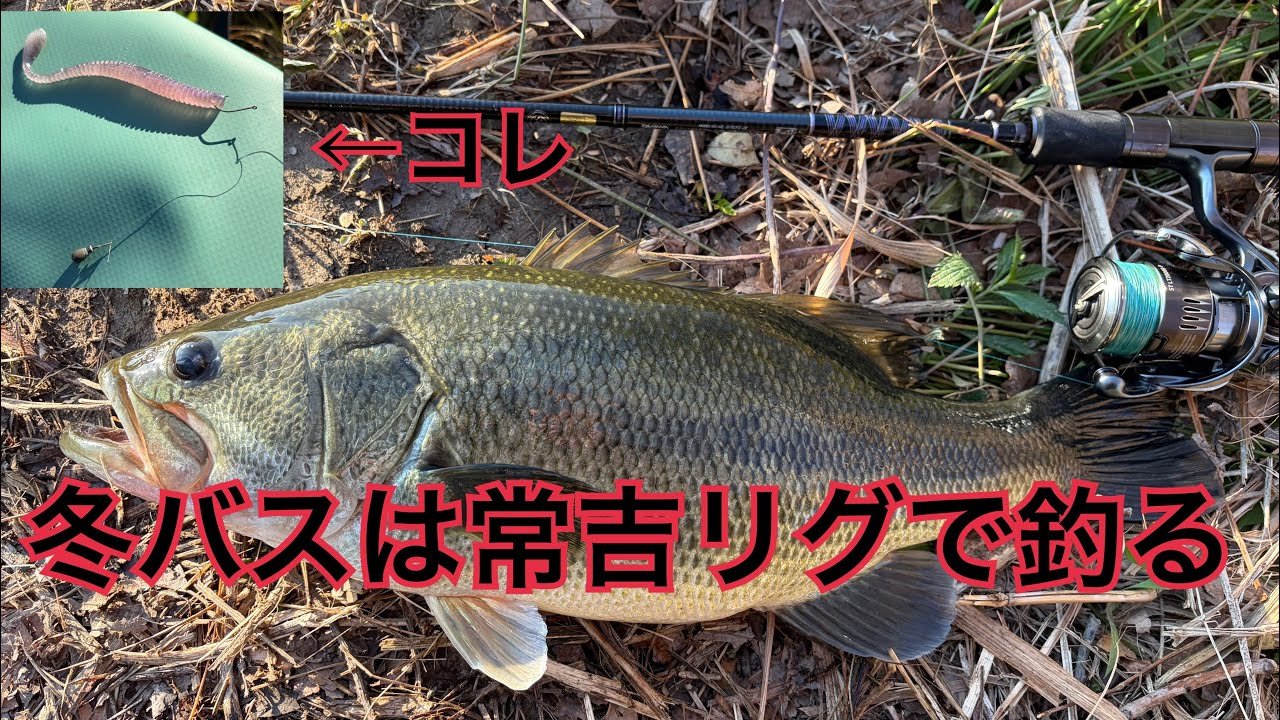 1月の紀ノ川 常吉リグで連発