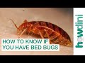 How To Find Bed Bugs - How To Know If You Have Bed Bugs