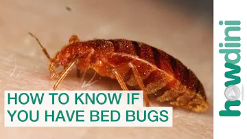 Como saber se tem bed bugs?