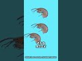 ヨコエビさんそこかしこに出没する