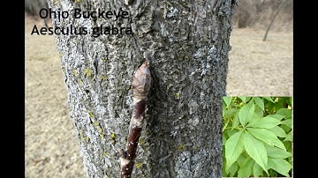 Tree Identification Part 2