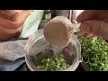 Nutritional Broccoli Sprouts EASY to grow quickly and harvest easily. Some of the best nutrition.