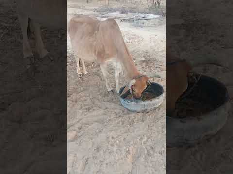       البقرة تأكل طعامها