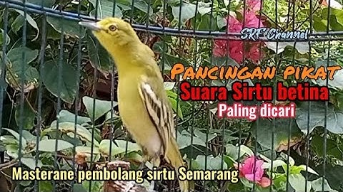 Pancingan Sirtu,cipow betina memanggil jantan ampuh buat pikat#sirtugacor@srfchannel3881