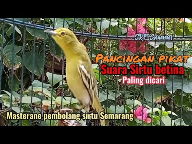 Pancingan Sirtu,cipow betina memanggil jantan ampuh buat pikat#sirtugacor@srfchannel3881 class=