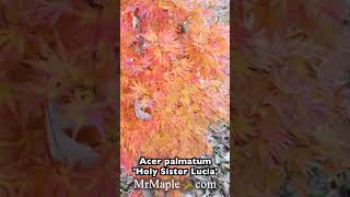 Acer palmatum 'Holy Sister Lucia' Rare Dwarf Japanese Maple