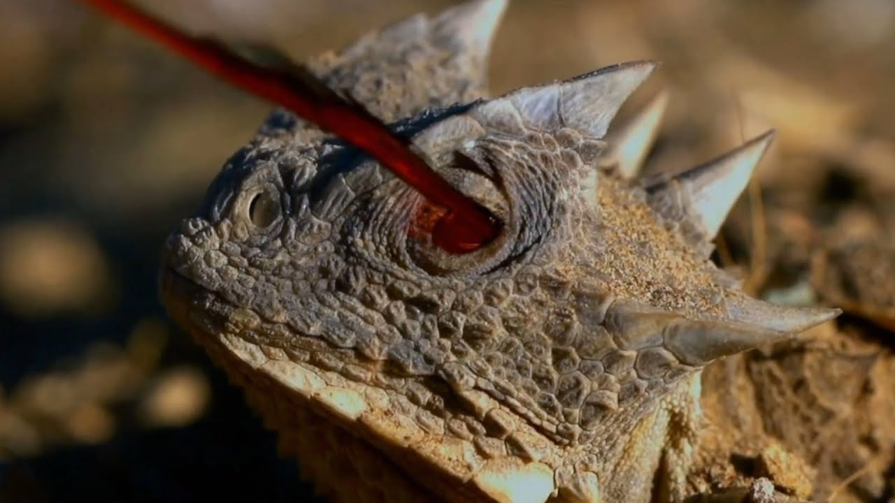 Strangest Animals Defense Mechanisms - YouTube