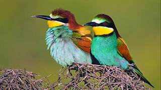 صوت الورور آكل النحل voice Bee eater