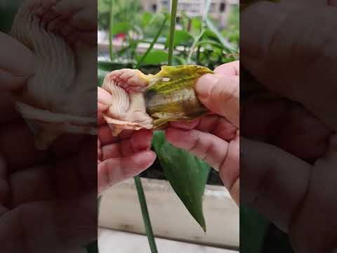 peeling chicken food #satisfying #naturalife #naturalrurallife #naturerurallife #shortvideo