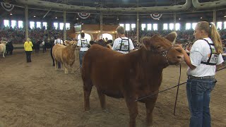 4H Grand Champion Steer