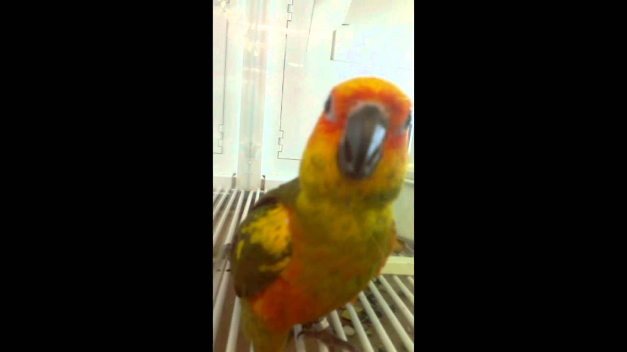 sun conure petco