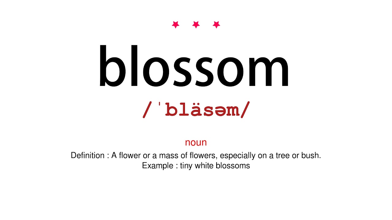 How to pronounce blossom Vocab Today YouTube