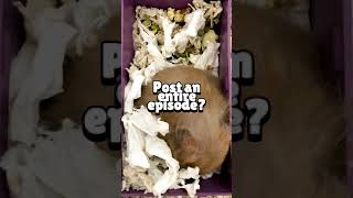 Hamster Spent 50 Hours Buried Alive