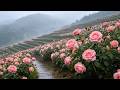 Misty Rain On The Rose Terraces Soft Rain Sounds For Deep Sleep No Music 3 Hours 