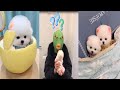 Tik Tok Chó Phốc Sóc Mini | Funny and Cute Pomeranian Videos #48