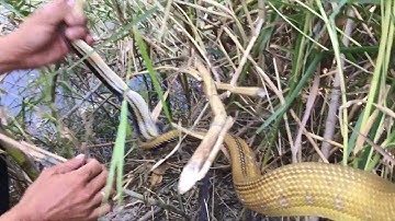 #BẫyRắnĐồngTháp #Tập146 bắt rắn bằng lưới  hiệu quả dính con thứ hai cùng chỗ