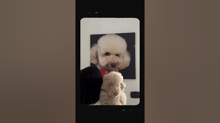 Sélectionnez l'image parfaite et créez votre toile personnalisée de votre animal de compagnie!