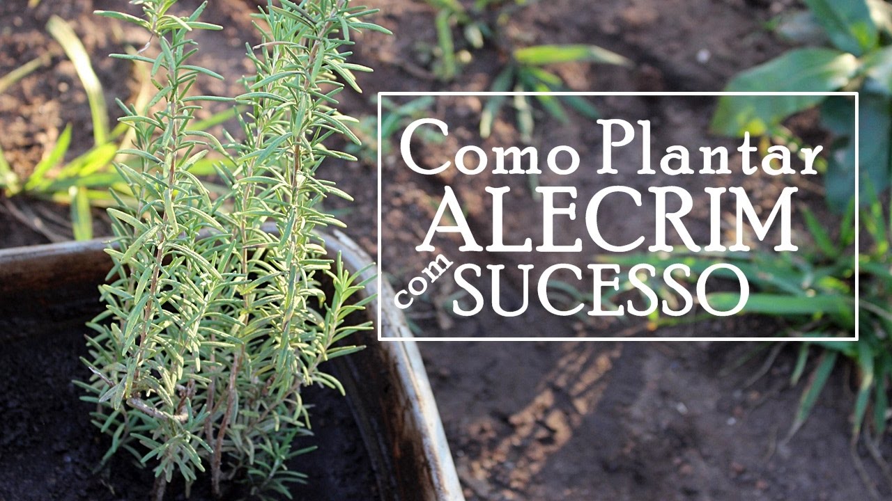 ALECRIM: COMO PLANTAR COM SUCESSO - SUPER FÁCIL - PASSO A PASSO