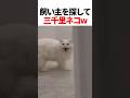 飼い主を探して三千里ネコw