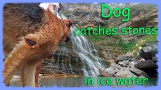 Funny Dog catches stones in ice water