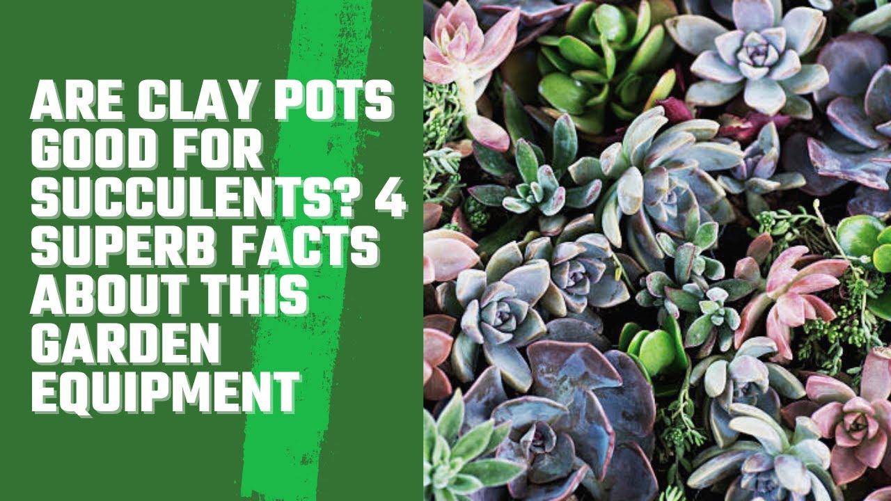 Are Clay Pots Good For Succulents? 4 Superb Facts About This Garden