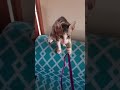 Binggo the playful cat♥️ #lovecats #lovepets