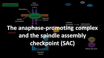 Spindle assembly checkpoint
