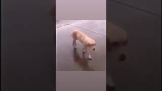 Dog dancing to Playboi Carti