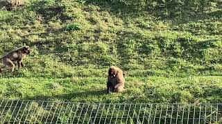 Gelada Monkey Family at Yorkshire Wildlife Park