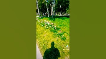 هزاع البلوشي سورة الحجر #هزاع_البلوشي #سورة_الحجر #هزاع_البلوشي_سورة_الحجر