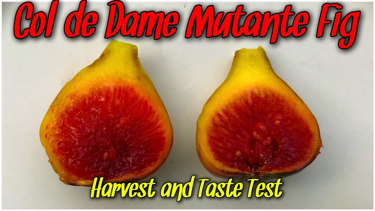 Col de Dame Mutante Fig | Harvest and Taste Test
