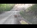 Siberian tiger in Gornovodnoe village