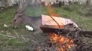 Merhametli Insanlarda Var