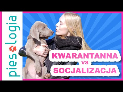 Wideo: Dlaczego Socjalizacja Szczeniąt Jest Ważna?