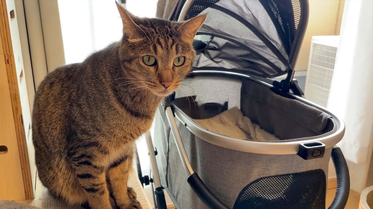 お散歩用にペットカートを買ってみました！猫たちの反応はいかに！？