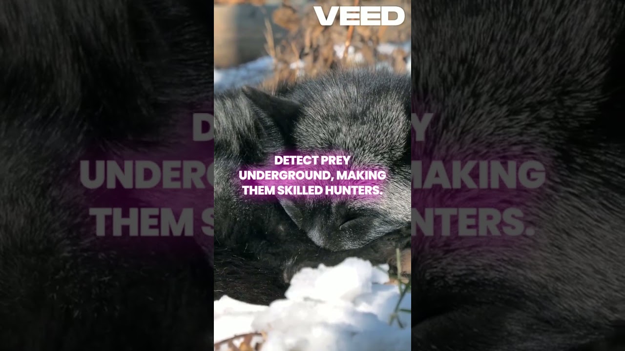 Fascinating Fox Facts  Nature's Clever Nomads! 🦊