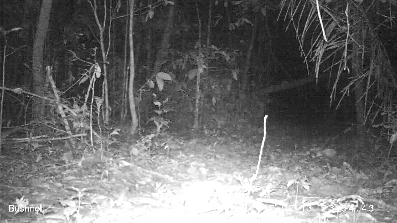 Giant Armadillo (Priodontes maximus) Yungunturo in the Peruvian Amazon