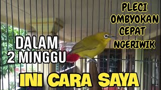 how to make the pleci ombyokan quickly chirp