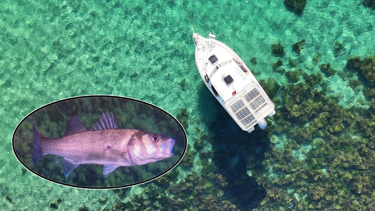 Сюрприз при охоте с гарпуном: ЛЕВРЕКА! Рыба в СОЛИ в духовке🐟