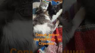 Кошки #смола #эпоксиднаясмола ##хендмейд