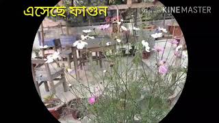 পাঙ্গা বালিকা উ/চ/ বি ফাগুনেরও